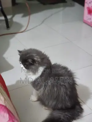 পার্সিয়ান বিড়াল