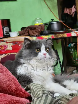পার্সিয়ান বিড়াল