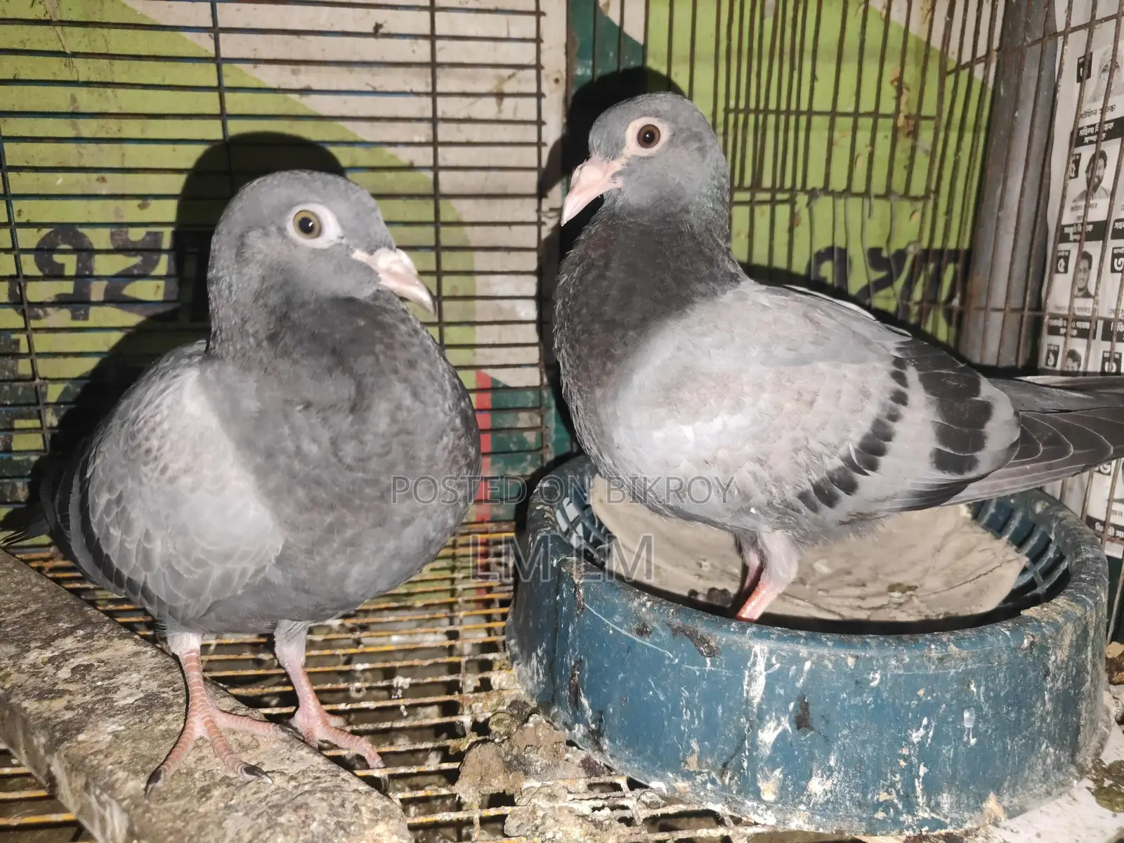 এক জোড়া রেসার কবিতরের বাচ্চা বিক্রি করা হবে