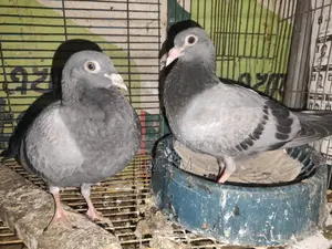 এক জোড়া রেসার কবিতরের বাচ্চা বিক্রি করা হবে