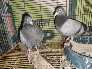 এক জোড়া রেসার কবিতরের বাচ্চা বিক্রি করা হবে