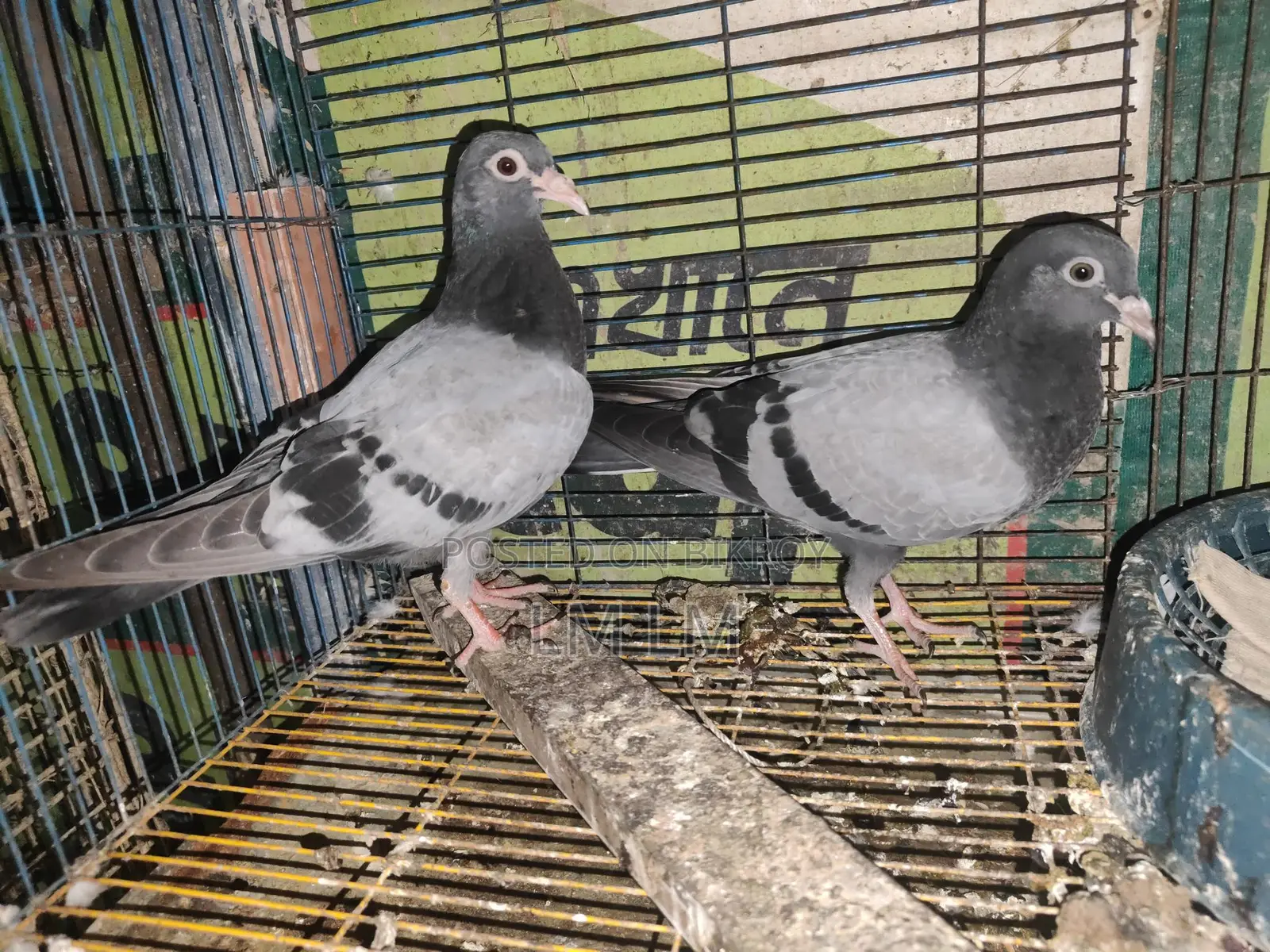 এক জোড়া রেসার কবিতরের বাচ্চা বিক্রি করা হবে