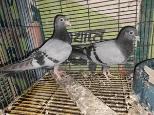 এক জোড়া রেসার কবিতরের বাচ্চা বিক্রি করা হবে