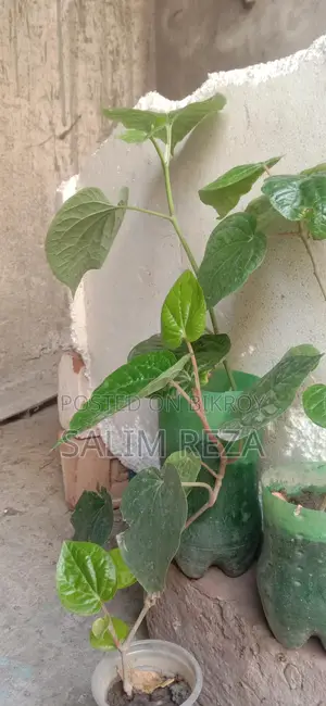 Chui Jhal and Betel Leaf Plants