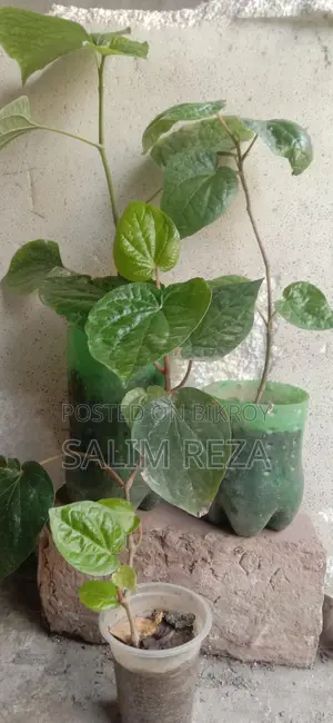 Chui Jhal and Betel Leaf Plants