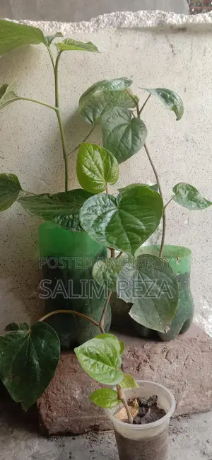 Chui Jhal and Betel Leaf Plants