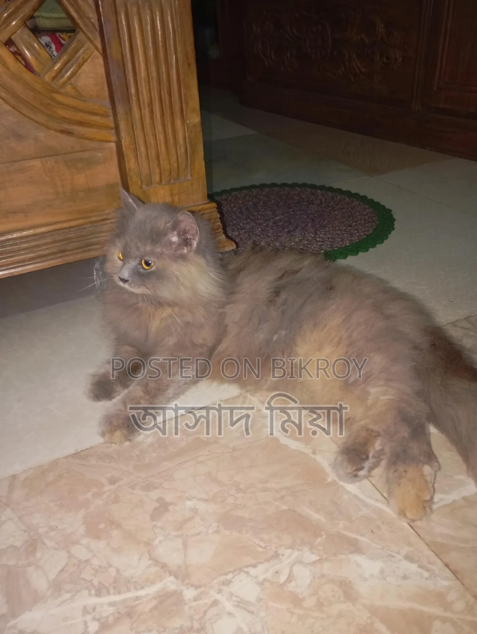 Persian Adult Female Cat for Sale