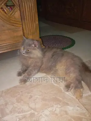 Persian Adult Female Cat for Sale