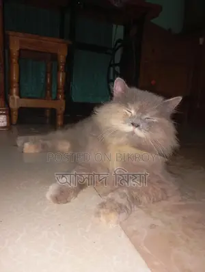 Persian Adult Female Cat for Sale