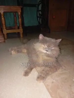Persian Adult Female Cat for Sale