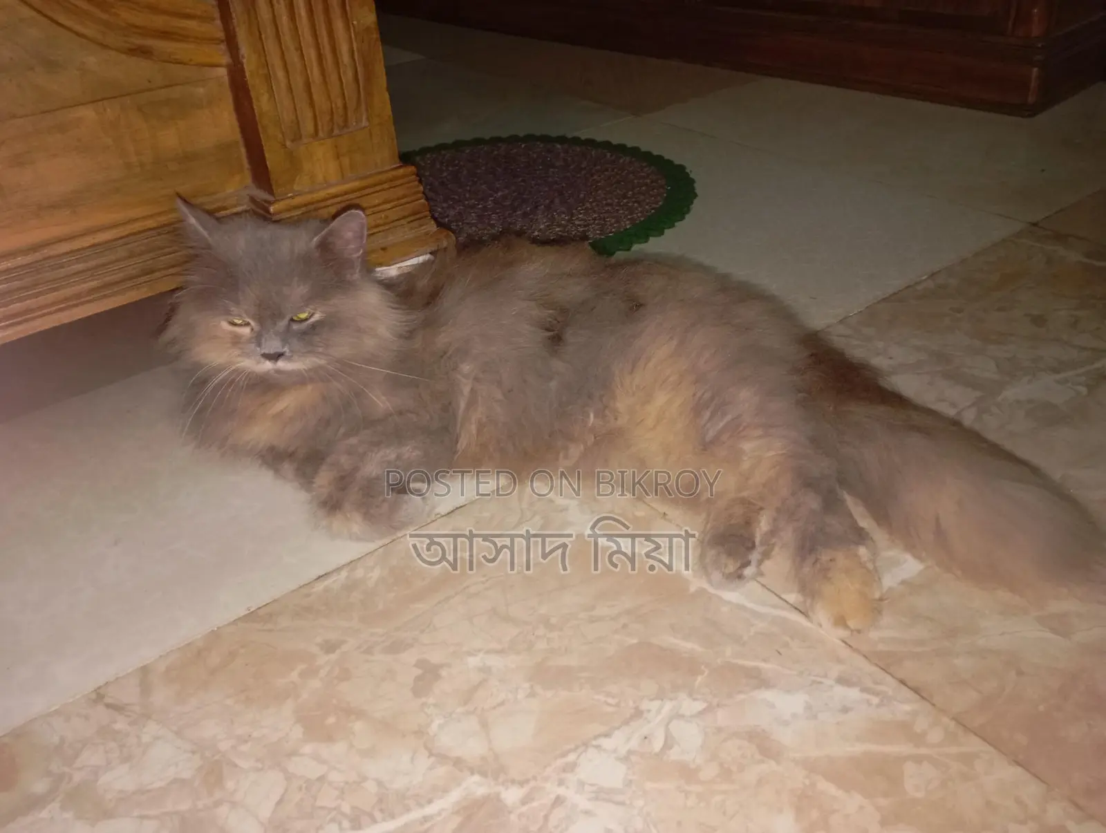 Persian Adult Female Cat for Sale