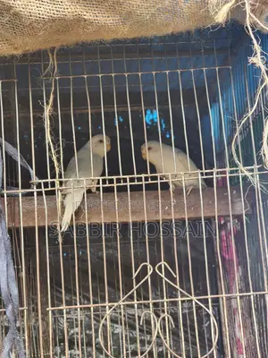 Elbino Budgie