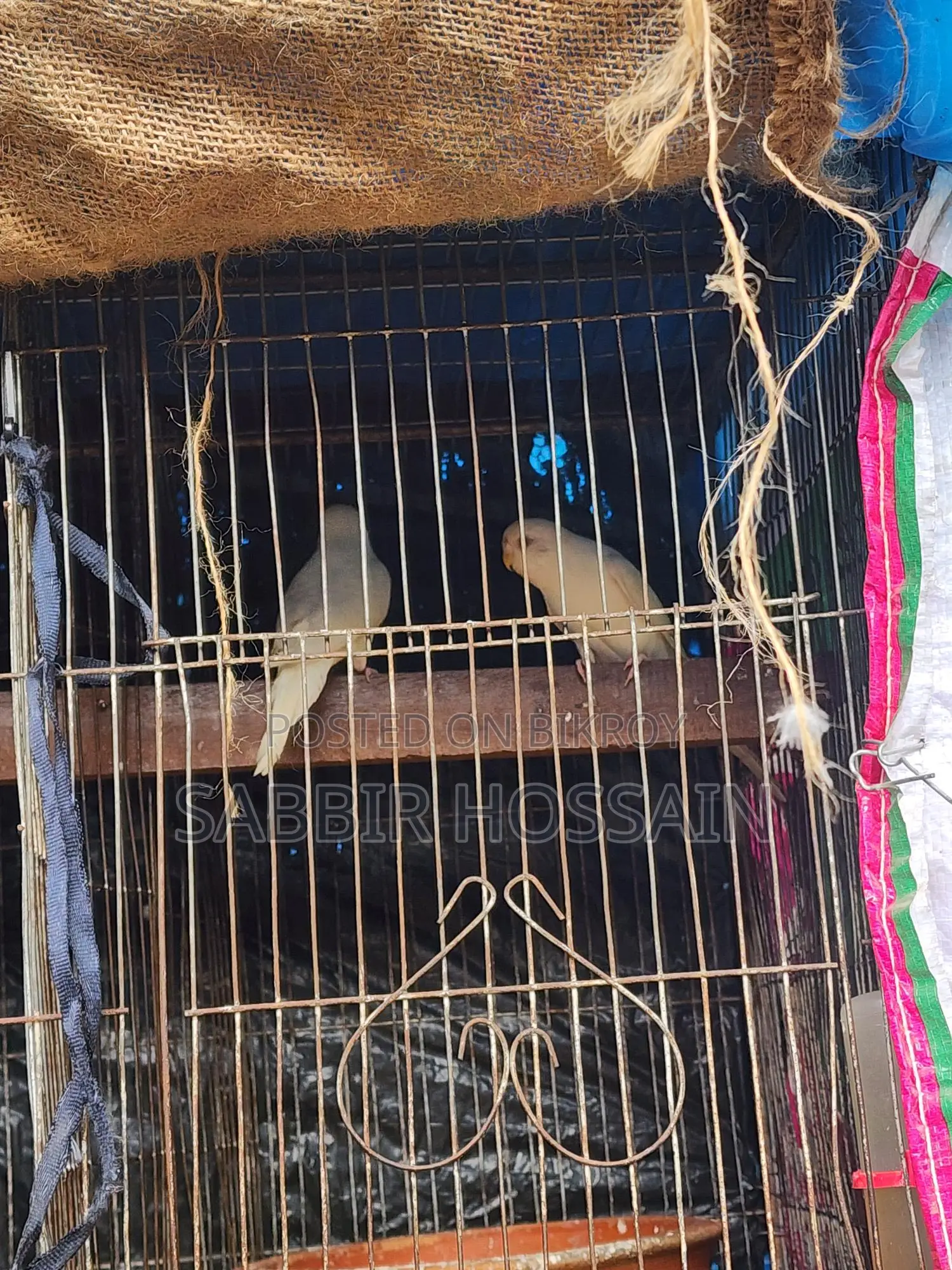 Elbino Budgie