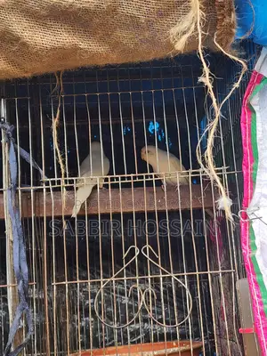 Elbino Budgie