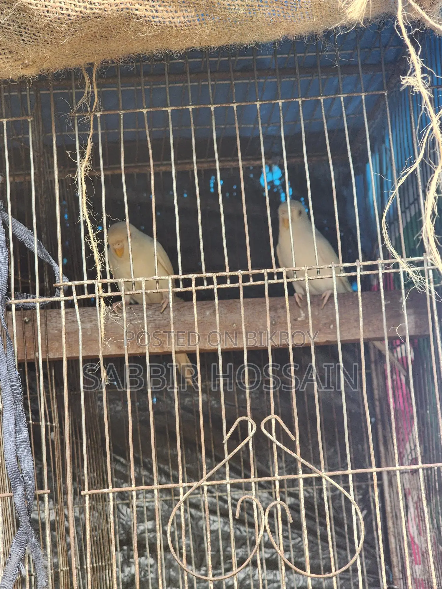 Elbino Budgie