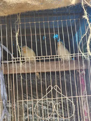 Elbino Budgie