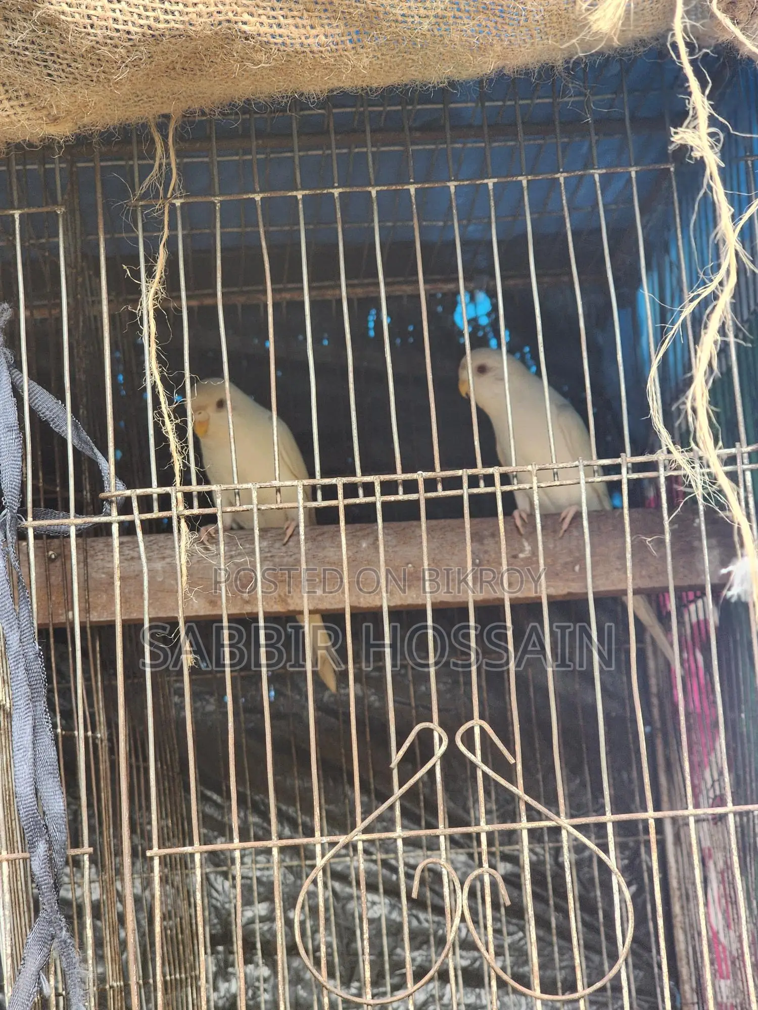 Elbino Budgie