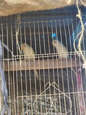 Elbino Budgie