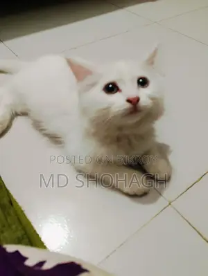 পার্সিয়ান বিড়াল