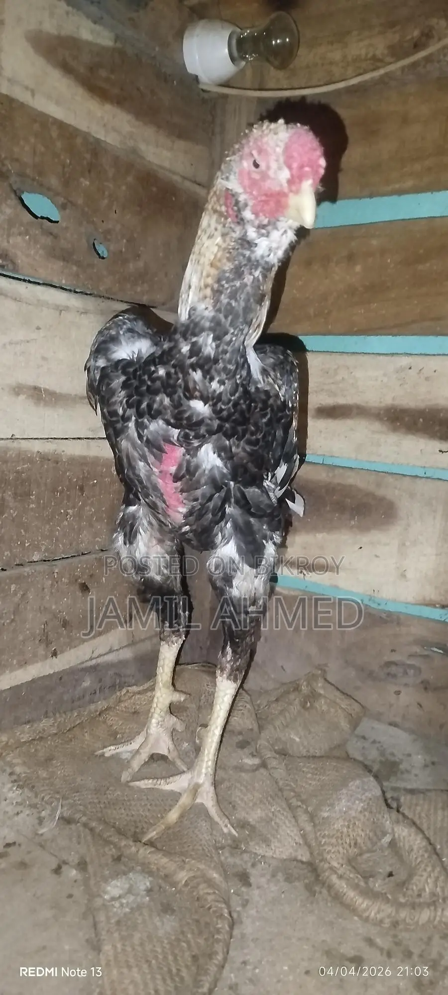 আসিল দুইটা মুরুগ বিক্রি হবে