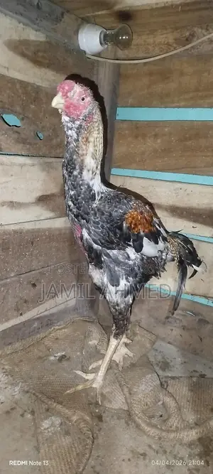আসিল দুইটা মুরুগ বিক্রি হবে
