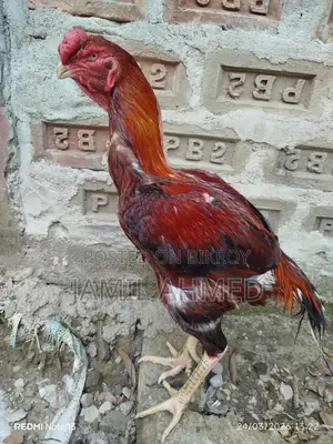 আসিল দুইটা মুরুগ বিক্রি হবে