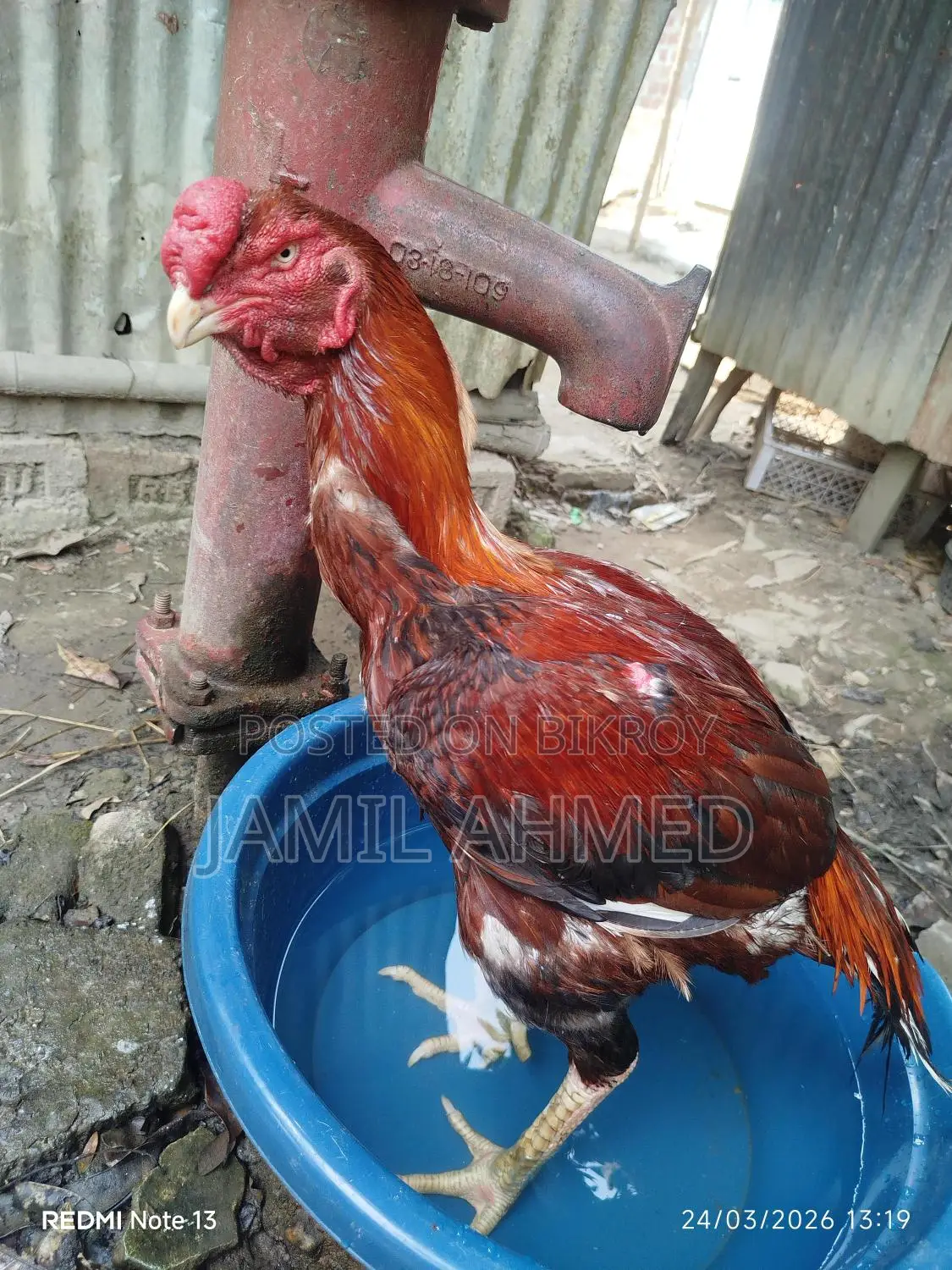 আসিল দুইটা মুরুগ বিক্রি হবে