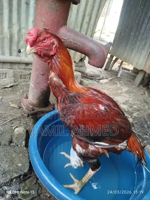 আসিল দুইটা মুরুগ বিক্রি হবে
