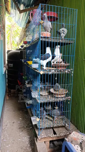 Various Types of Pigeons
