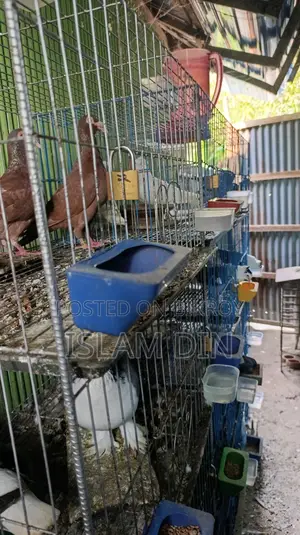 Various Types of Pigeons