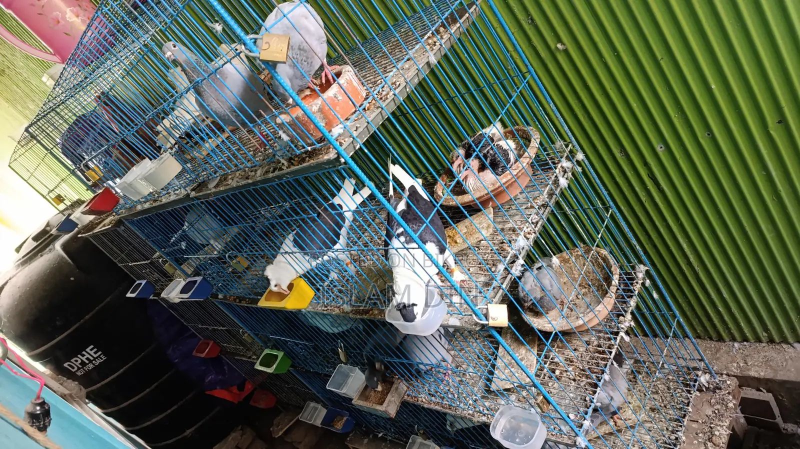 Various Types of Pigeons