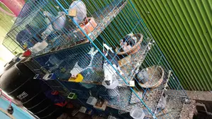 Various Types of Pigeons