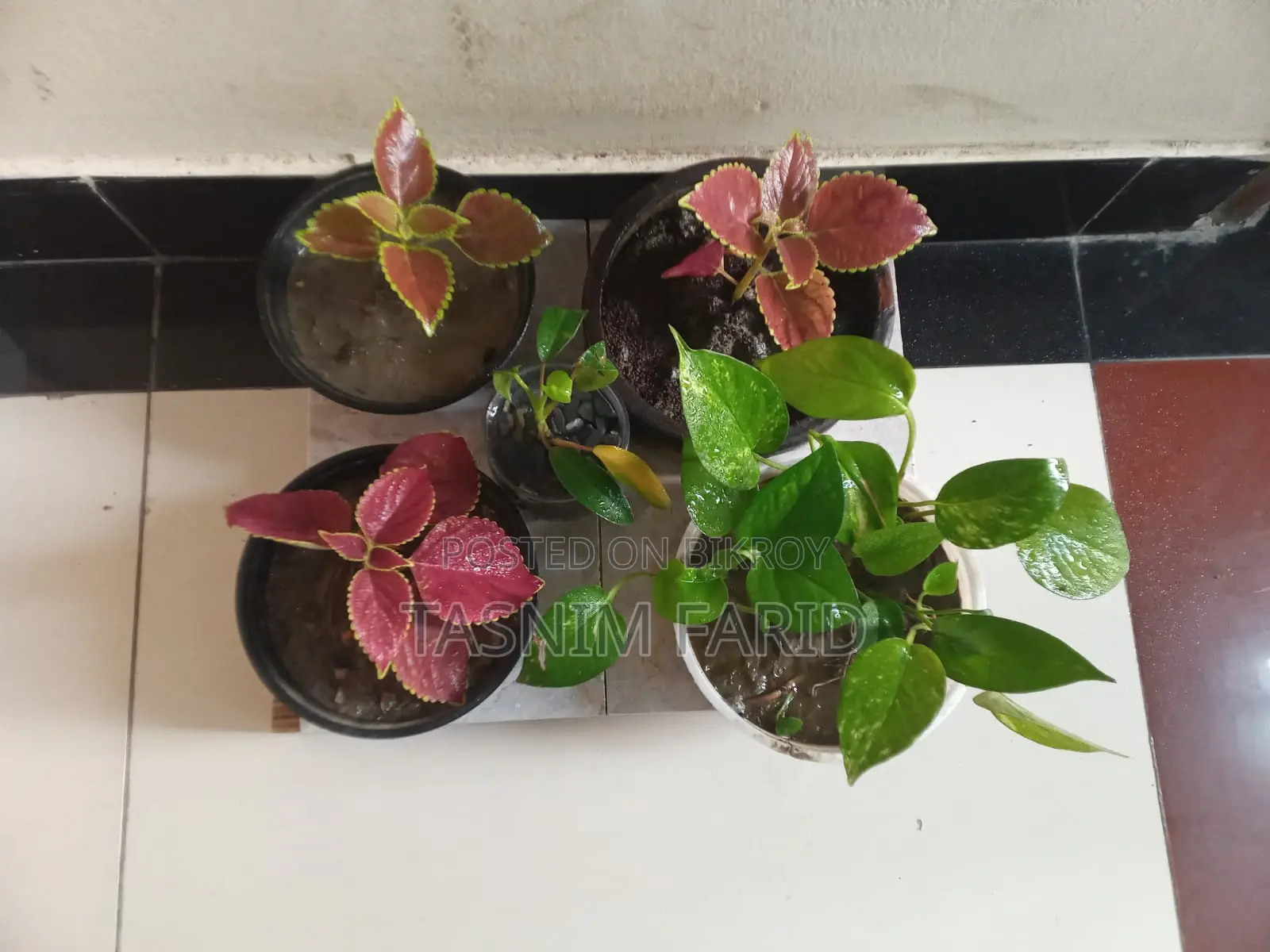 Plants for sale together - great for decoration.