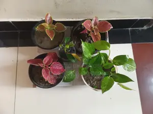 Plants for sale together - great for decoration.
