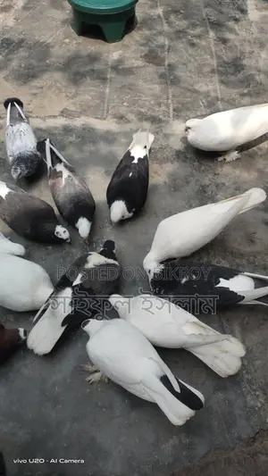 Pigeons