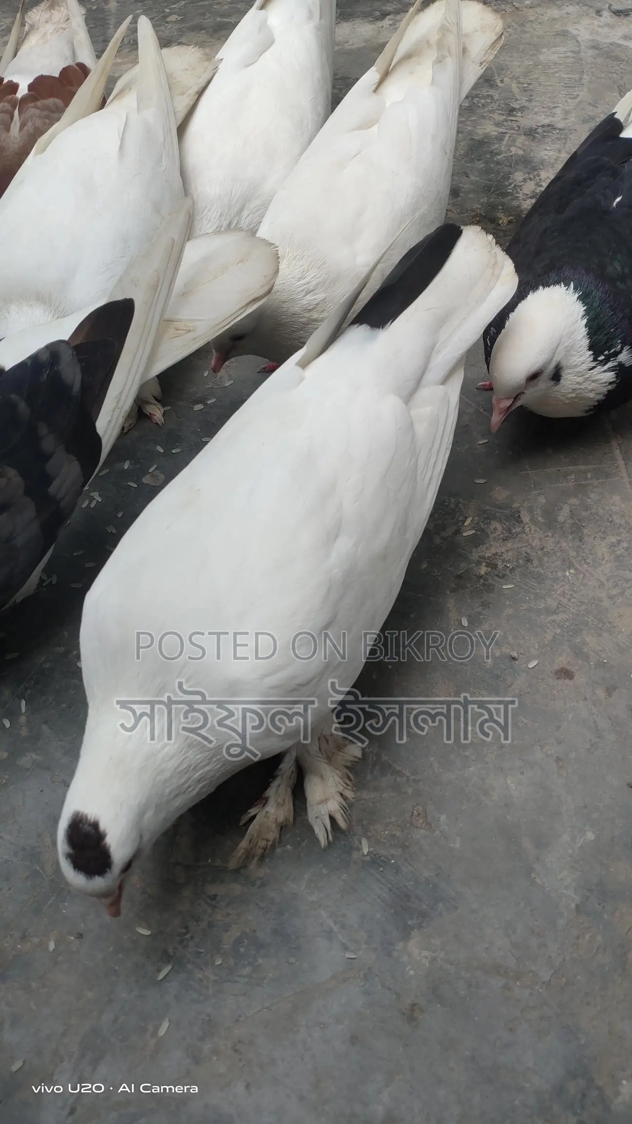 Pigeons