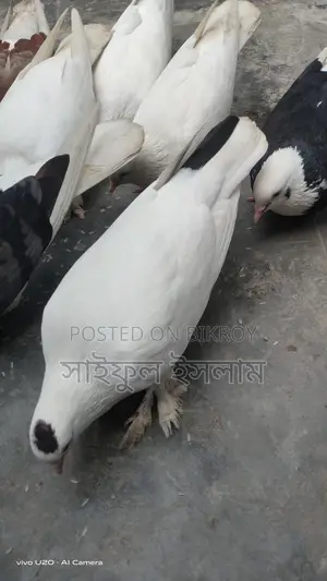 Pigeons