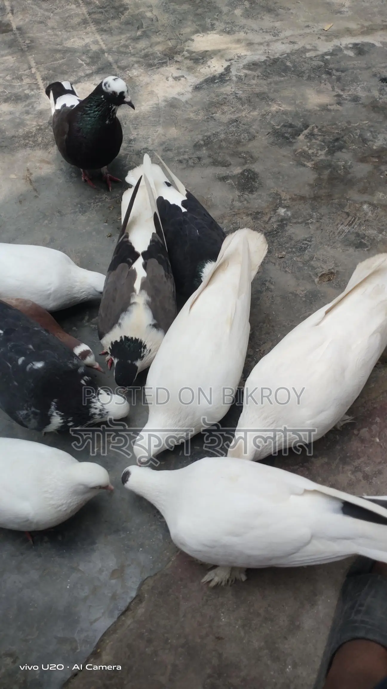 Pigeons