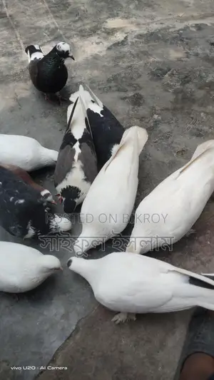 Pigeons