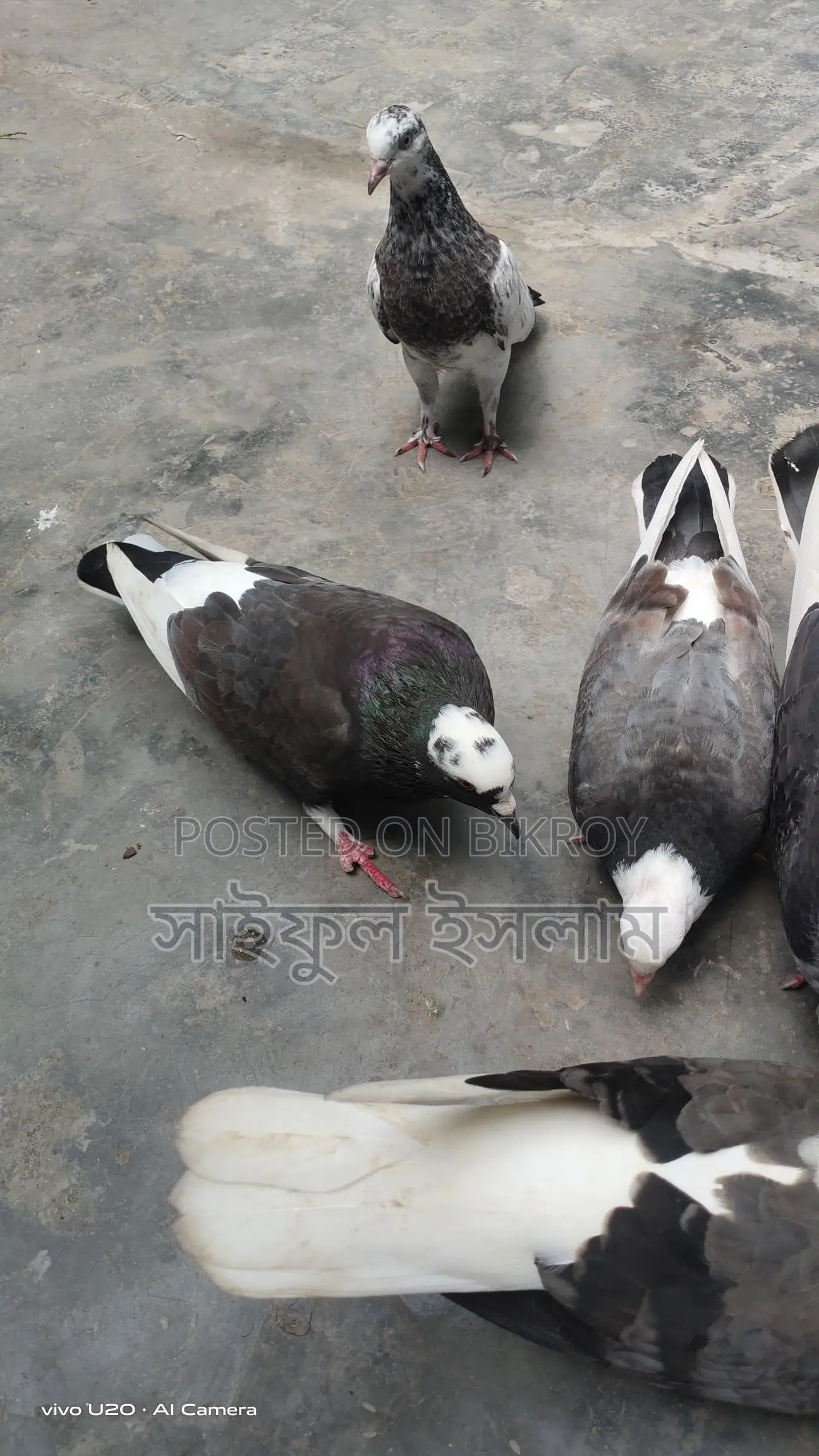 Pigeons
