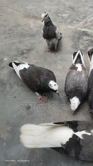 Pigeons