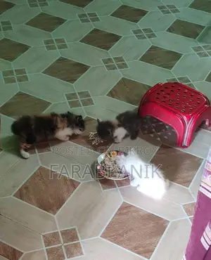 পারশিয়ান ক্যালিকো বাচ্চা