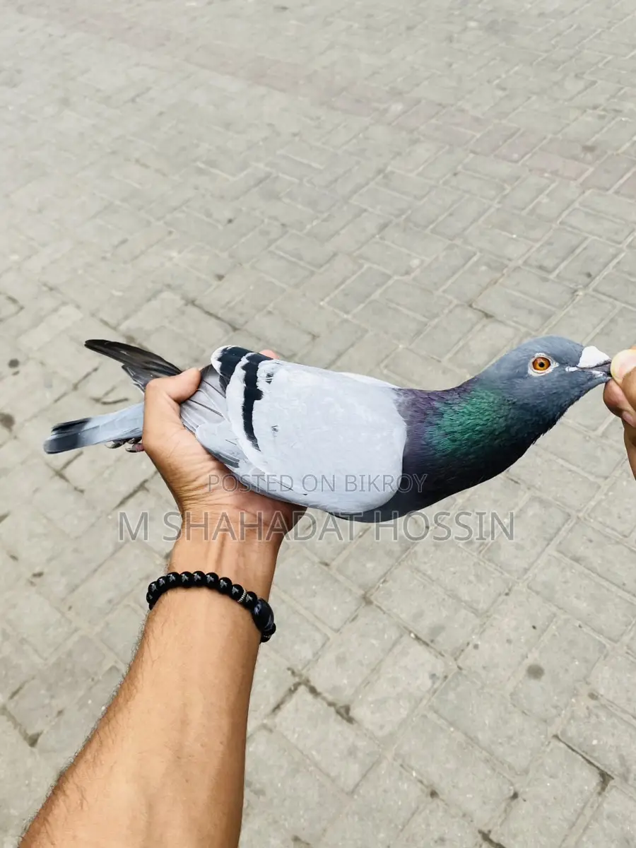 Giant Racer Pigeon