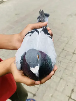Giant Racer Pigeon