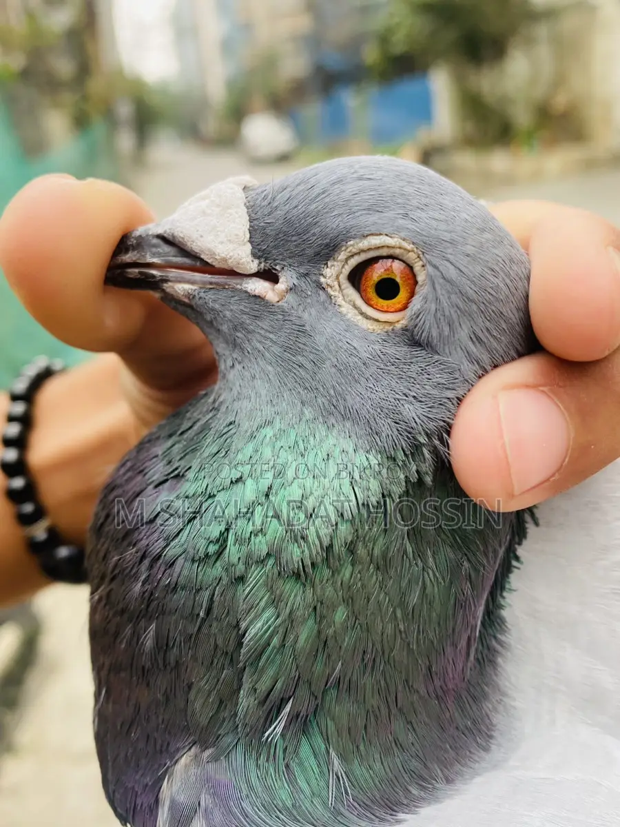 Giant Racer Pigeon