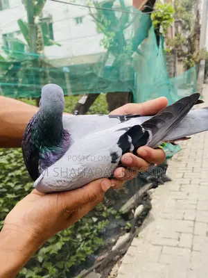 Giant Racer Pigeon