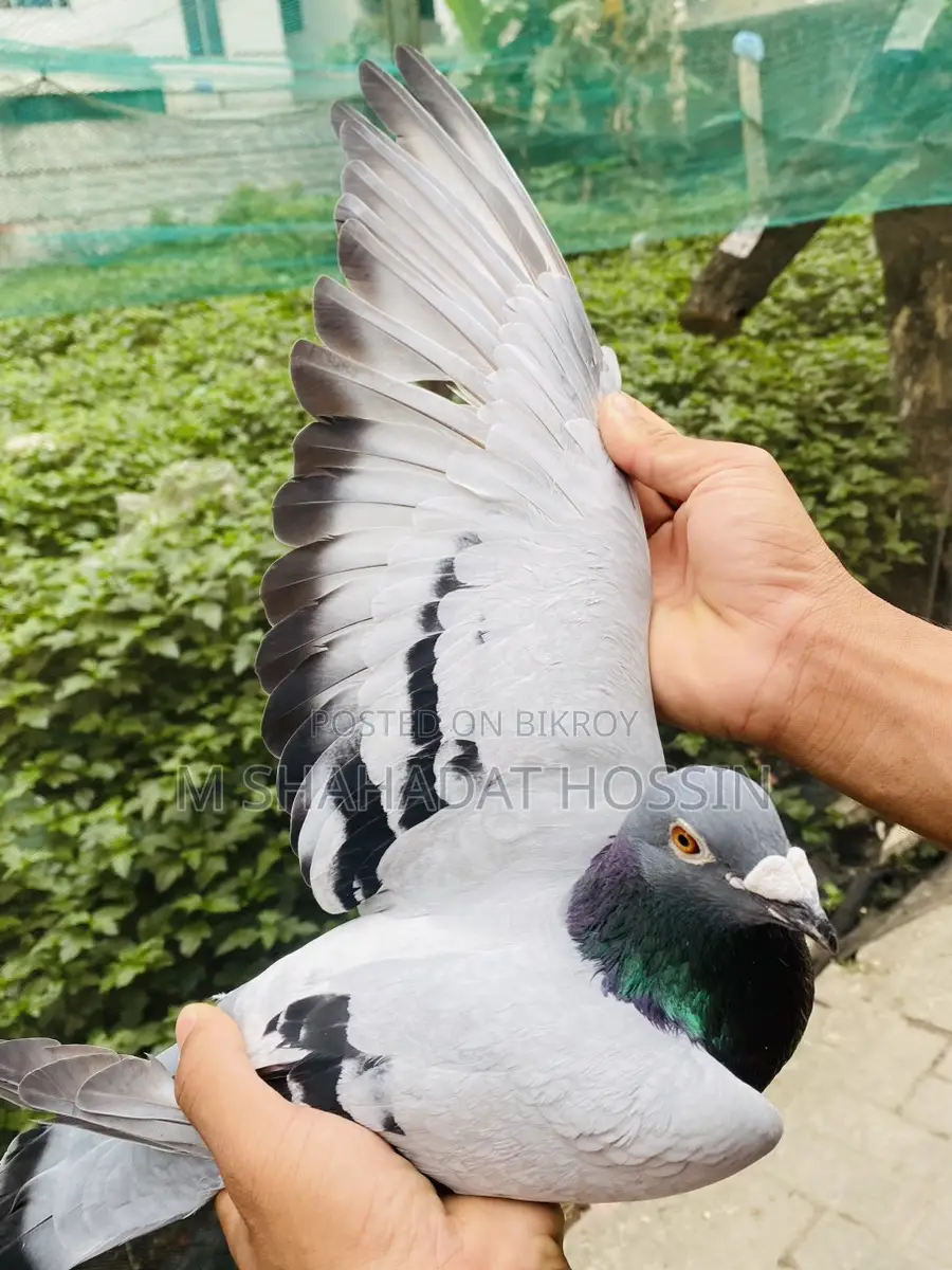 Giant Racer Pigeon
