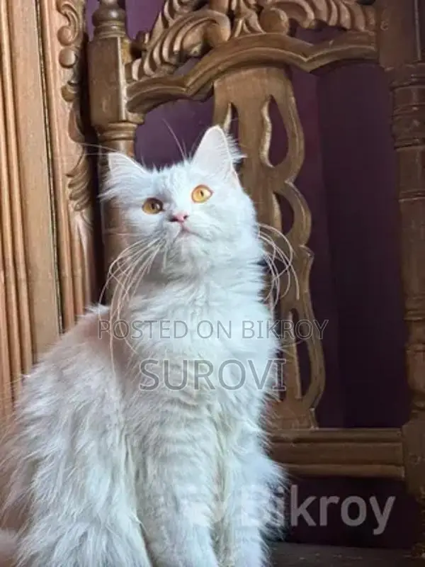 Parisian Pure Female Cat
