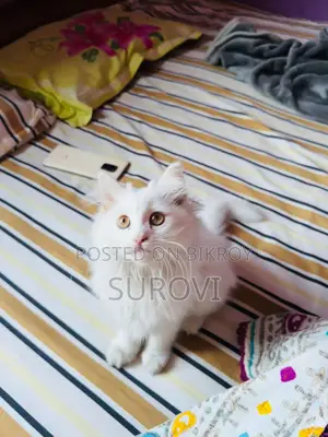 Parisian Pure Female Cat
