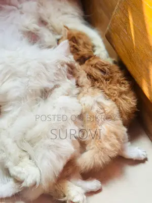Parisian Pure Female Cat